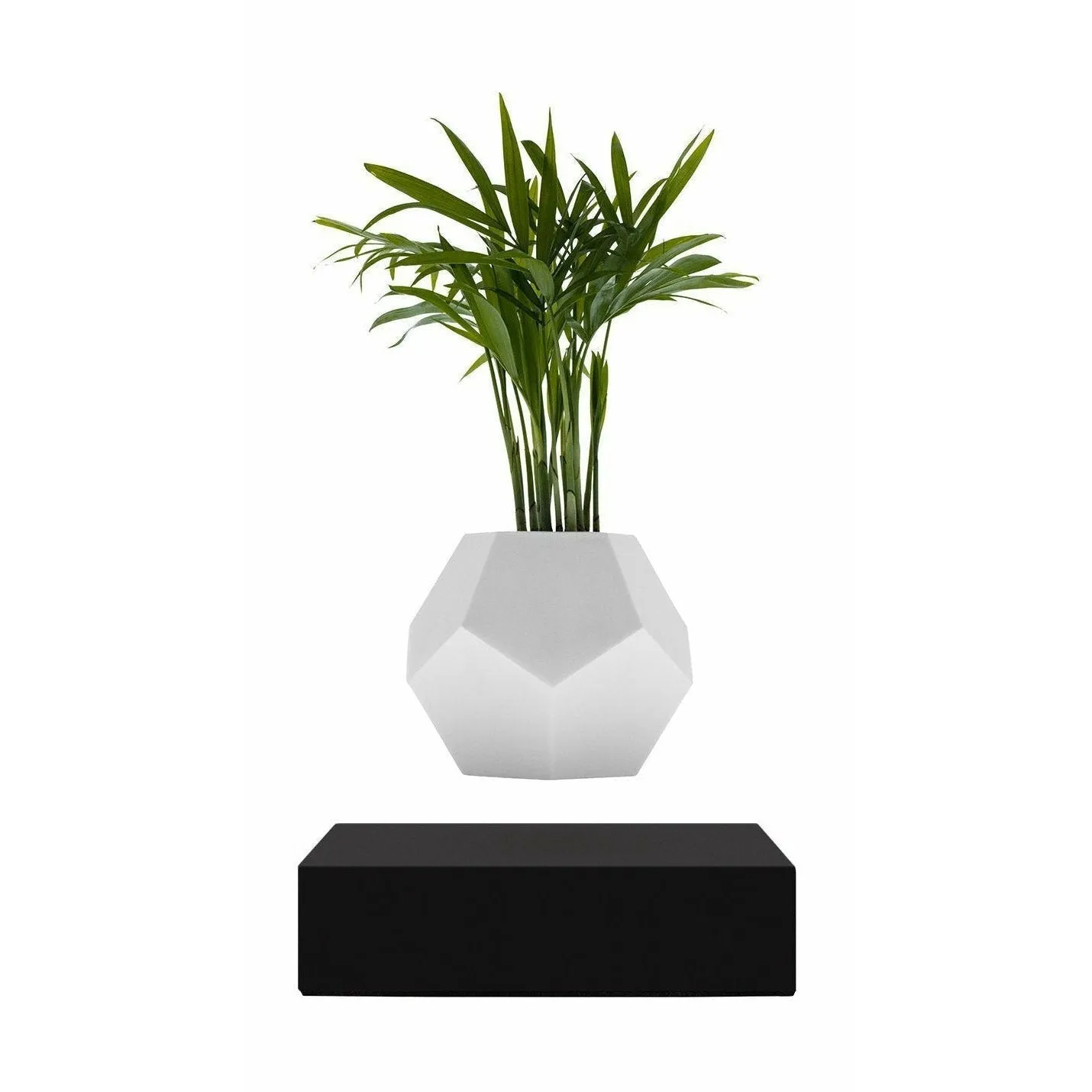 Flyte Lyfe Plant, Black