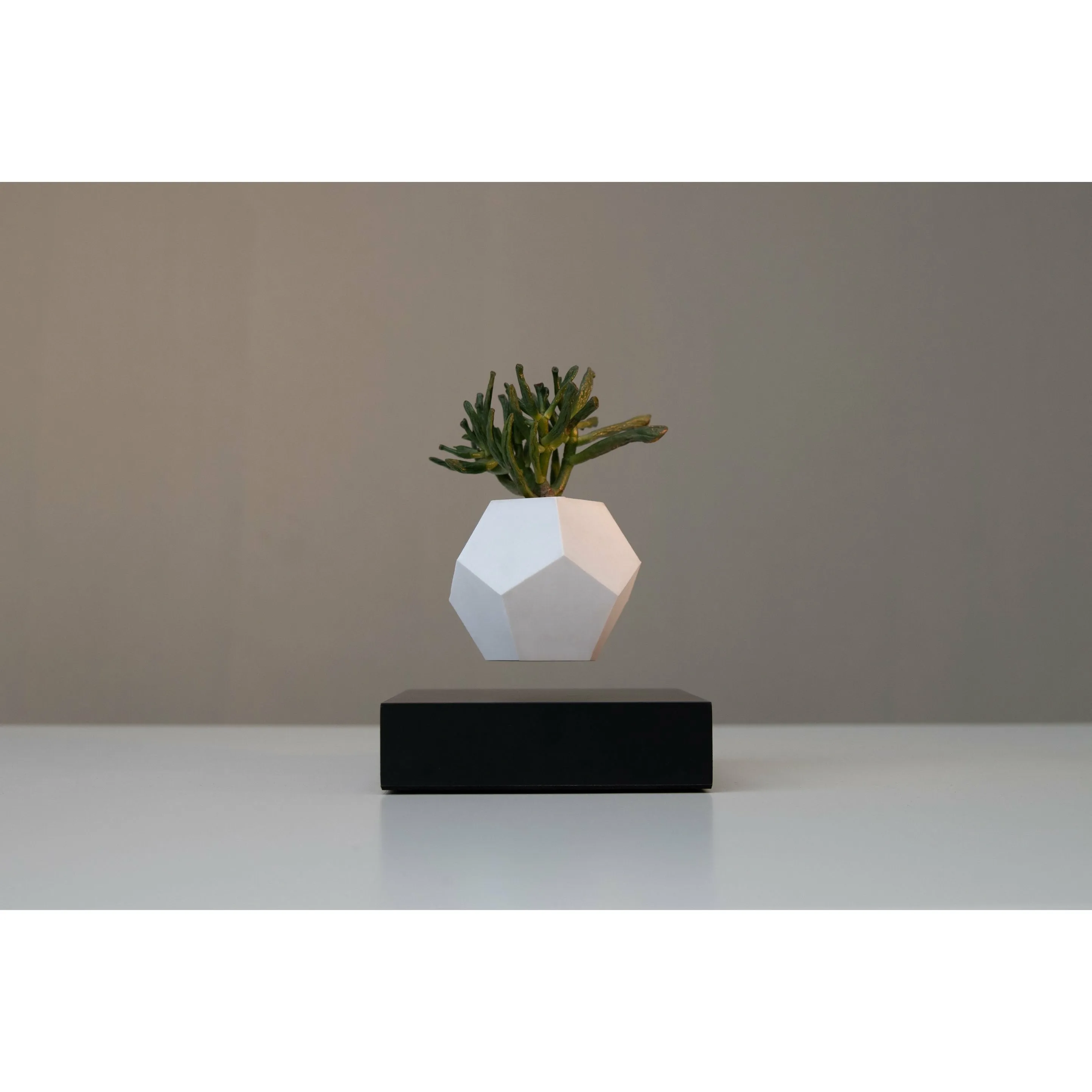 Flyte Lyfe Plant, Black