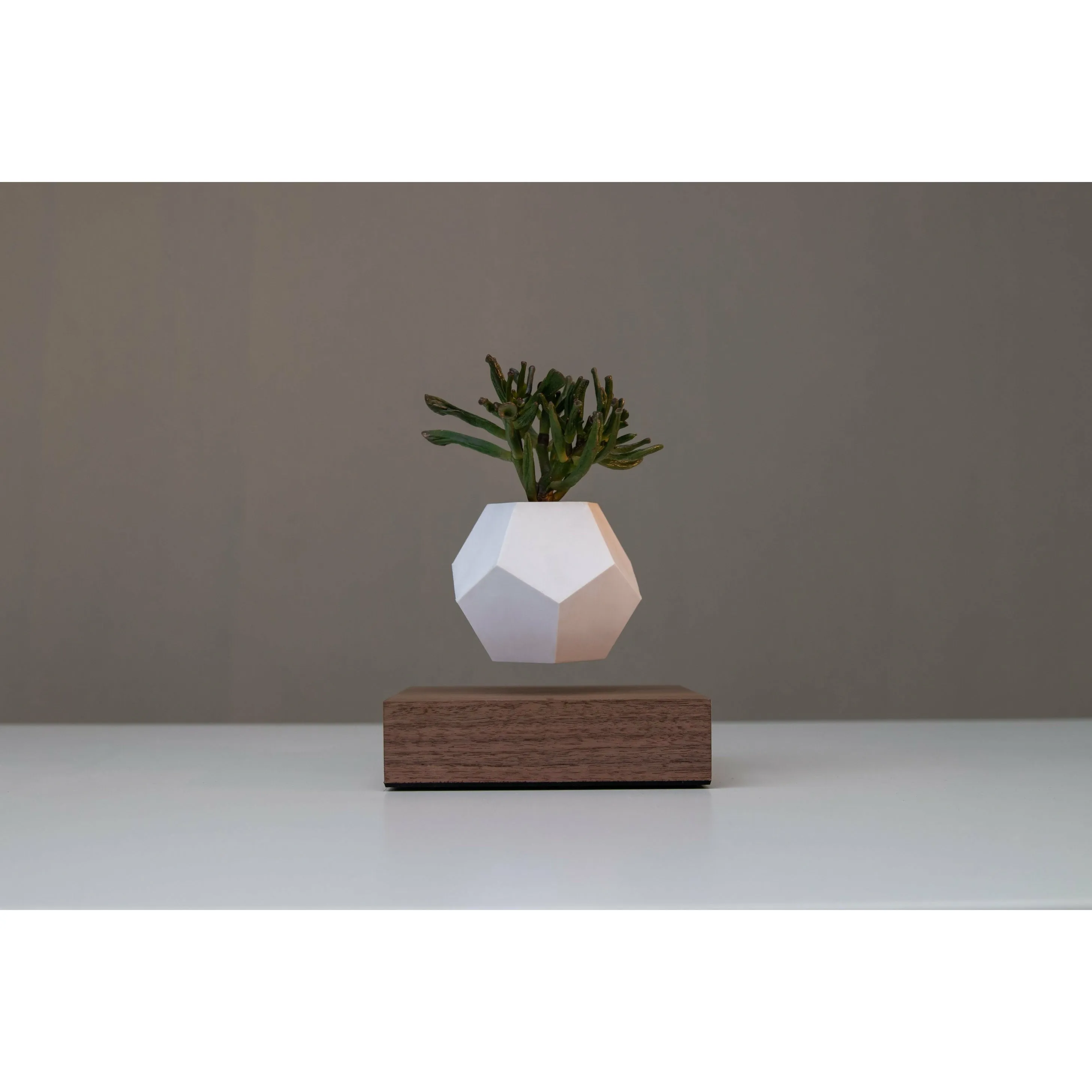 Flyte Lyfe Plant, Walnut