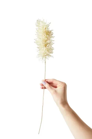Studio About Paper Flower Pampas, Sand